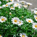 daisies-1373075_640.jpg